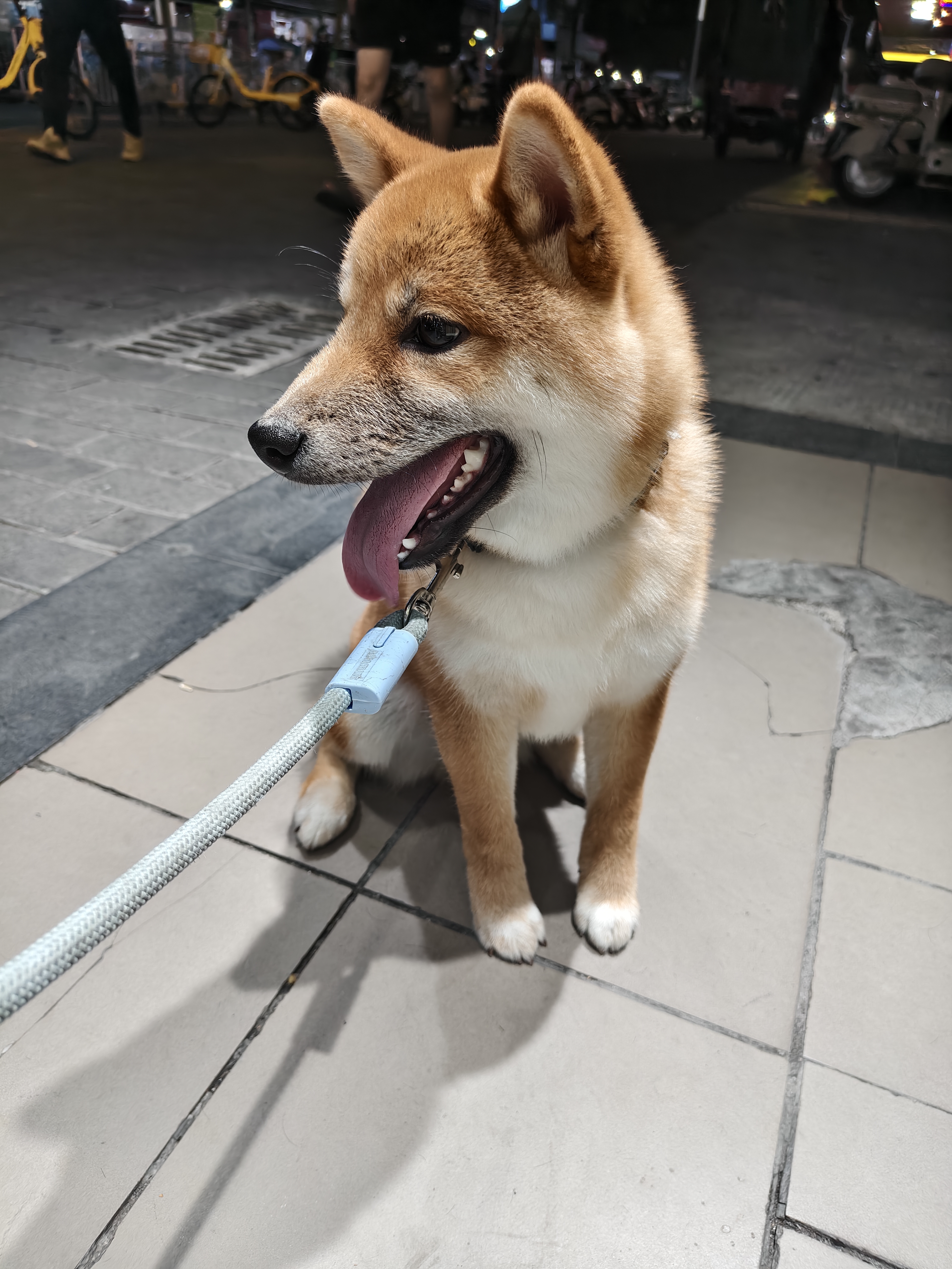姓名:土豆 性格:活泼粘人,很少会乱叫